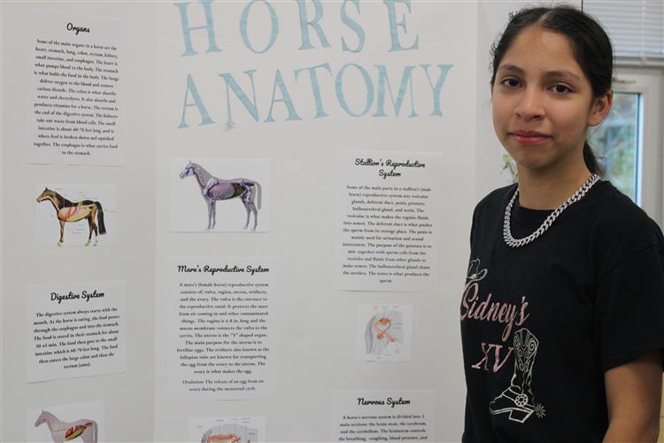 Horse anatomy